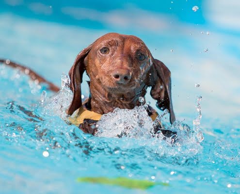 Paddling Weiner Dog