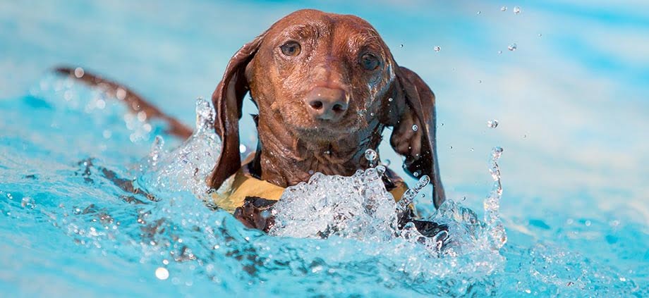 does swimming help arthritis in dogs