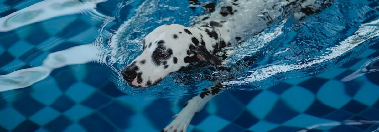 Hydrotherapy for dogs outlet with hip dysplasia