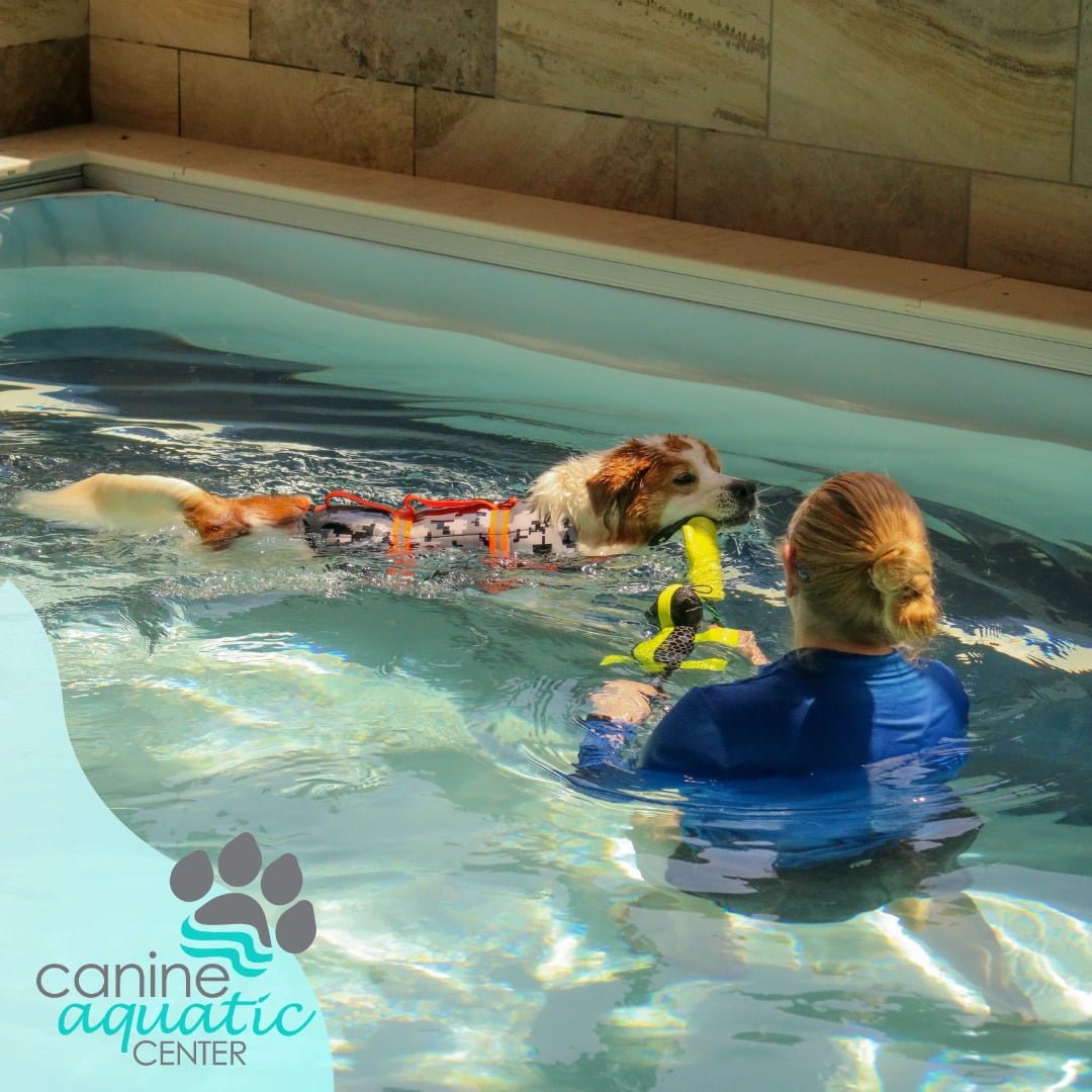 Aquatic Therapy for Dogs with Anxiety: Promoting Relaxation and Mental ...
